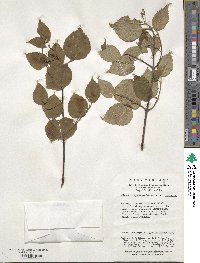 Viburnum betulifolium image