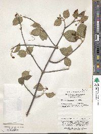 Viburnum betulifolium image