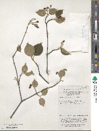 Viburnum betulifolium image