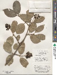 Viburnum erubescens image