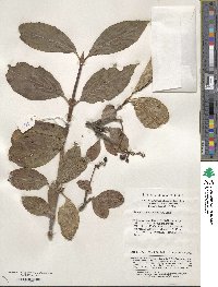 Viburnum erubescens image