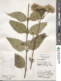 Image of Eupatorium chinense