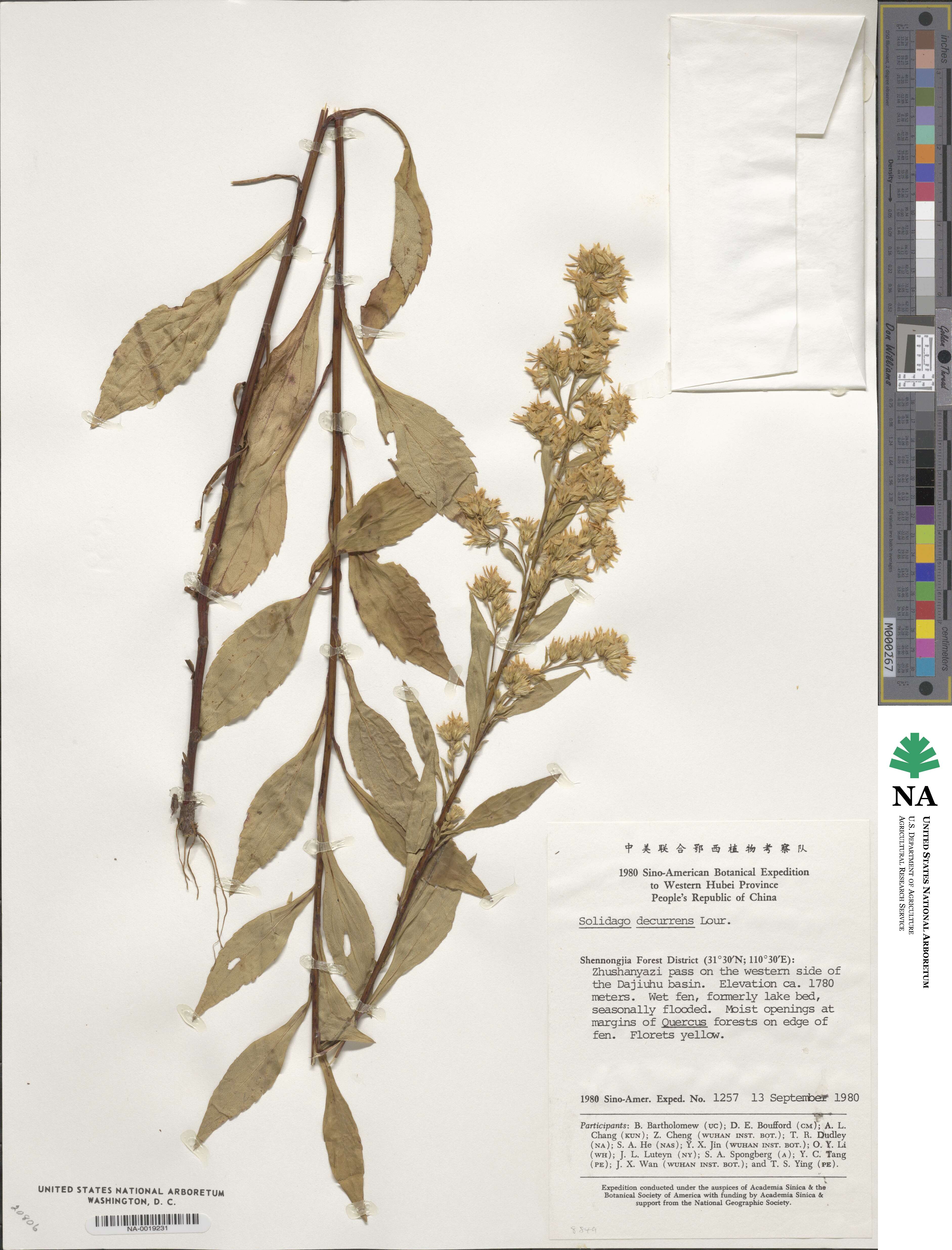 Solidago decurrens image