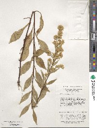 Image of Solidago decurrens