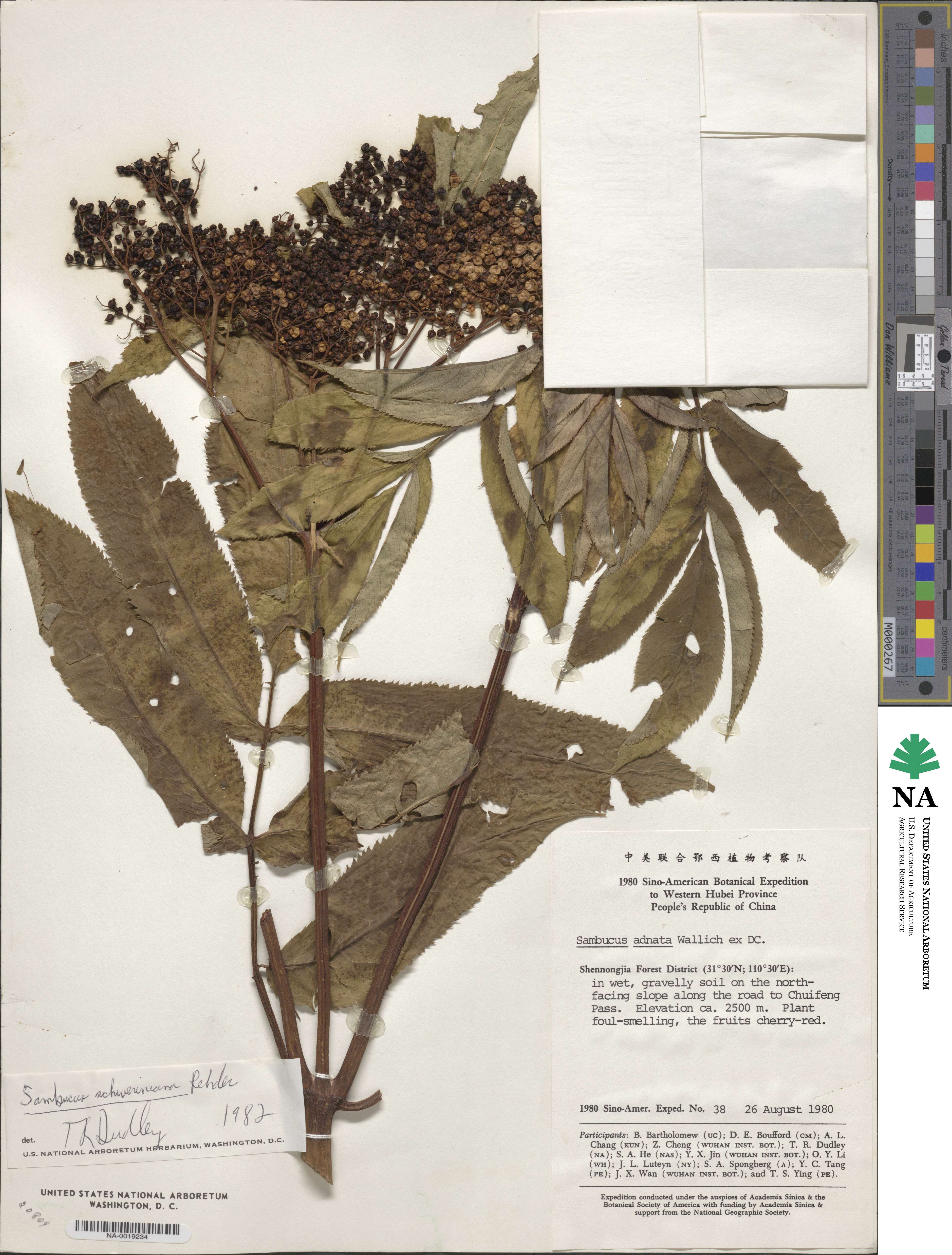 Sambucus adnata image