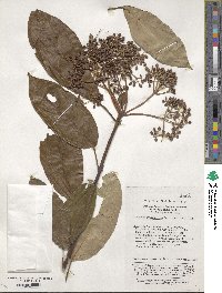 Viburnum cylindricum image