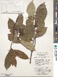 Viburnum cylindricum image