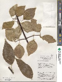 Viburnum betulifolium image