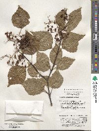 Viburnum betulifolium image