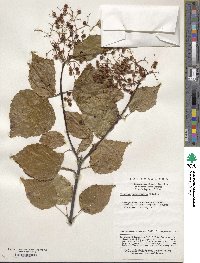 Viburnum betulifolium image