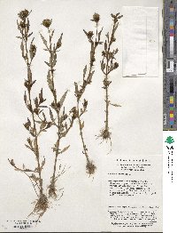 Bidens tripartita image