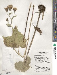 Image of Saussurea cordifolia