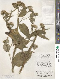 Image of Saussurea conyzoides