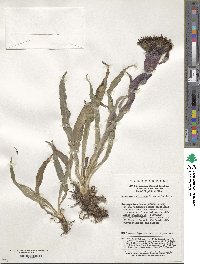 Image of Saussurea veitchiana