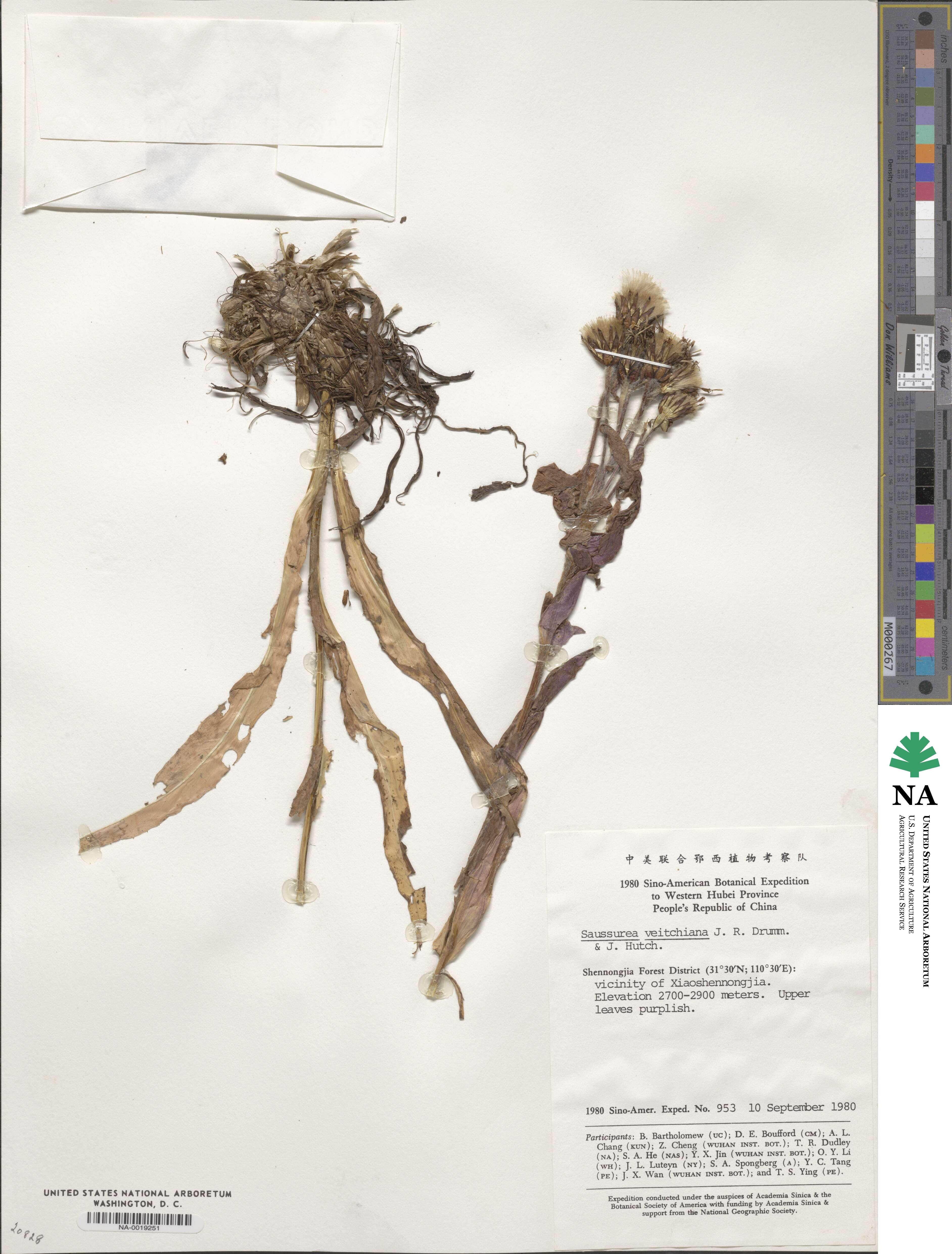 Saussurea veitchiana image