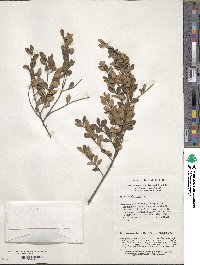 Myrsine africana image