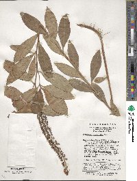 Image of Lysimachia clethroides