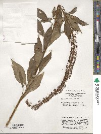 Lysimachia clethroides image