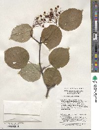 Viburnum betulifolium image