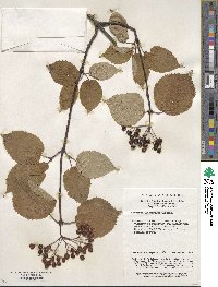 Viburnum betulifolium image