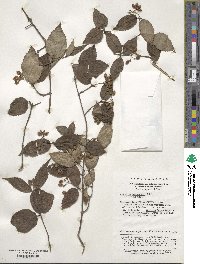 Viburnum erosum image