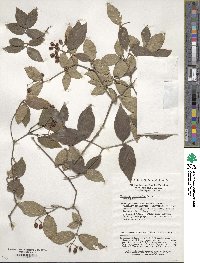 Viburnum erosum image