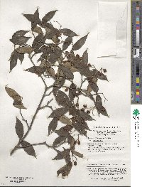 Viburnum erosum image