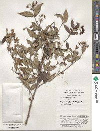 Viburnum erosum image