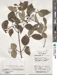 Viburnum betulifolium image