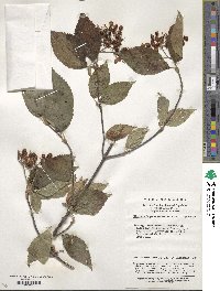 Viburnum betulifolium image