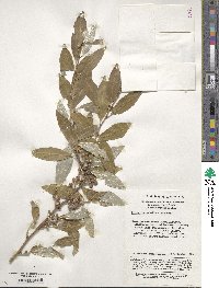 Elaeagnus umbellata image