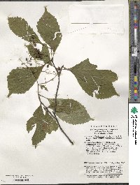 Meliosma cuneifolia image