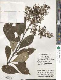 Meliosma cuneifolia image