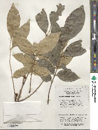 Meliosma beaniana image