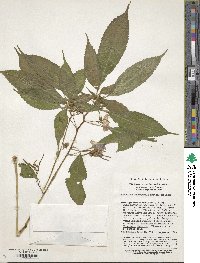 Impatiens stenosepala image