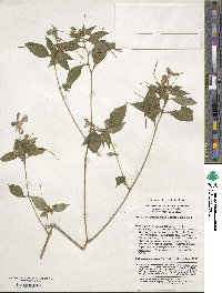 Impatiens pterosepala image