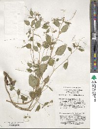 Impatiens pterosepala image