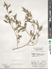 Impatiens pterosepala image