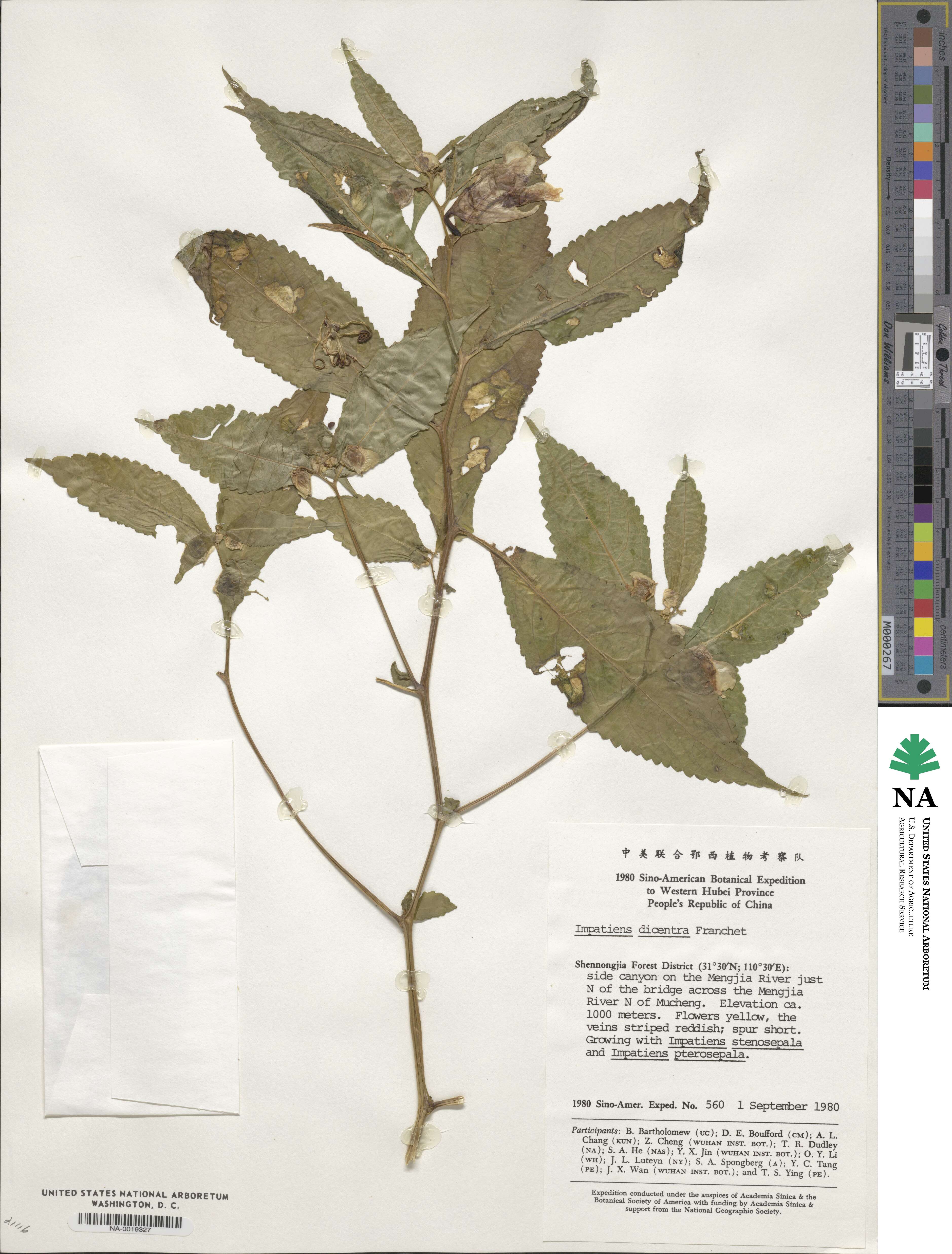 Impatiens dicentra image