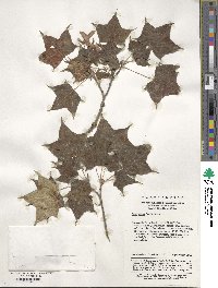 Acer pictum image