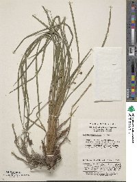 Image of Liriope graminifolia