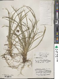 Image of Ophiopogon bodinieri