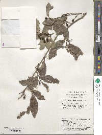 Lindera glauca image