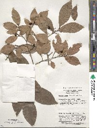 Lindera glauca image