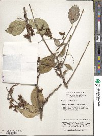 Cuscuta japonica image