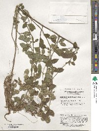 Clinopodium polycephalum image