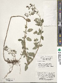 Image of Origanum vulgare