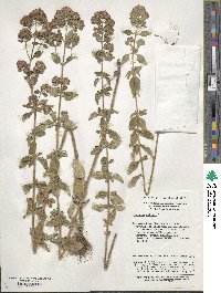 Origanum vulgare image