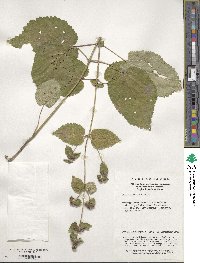 Image of Phlomoides umbrosa