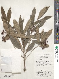 Ardisia crenata image